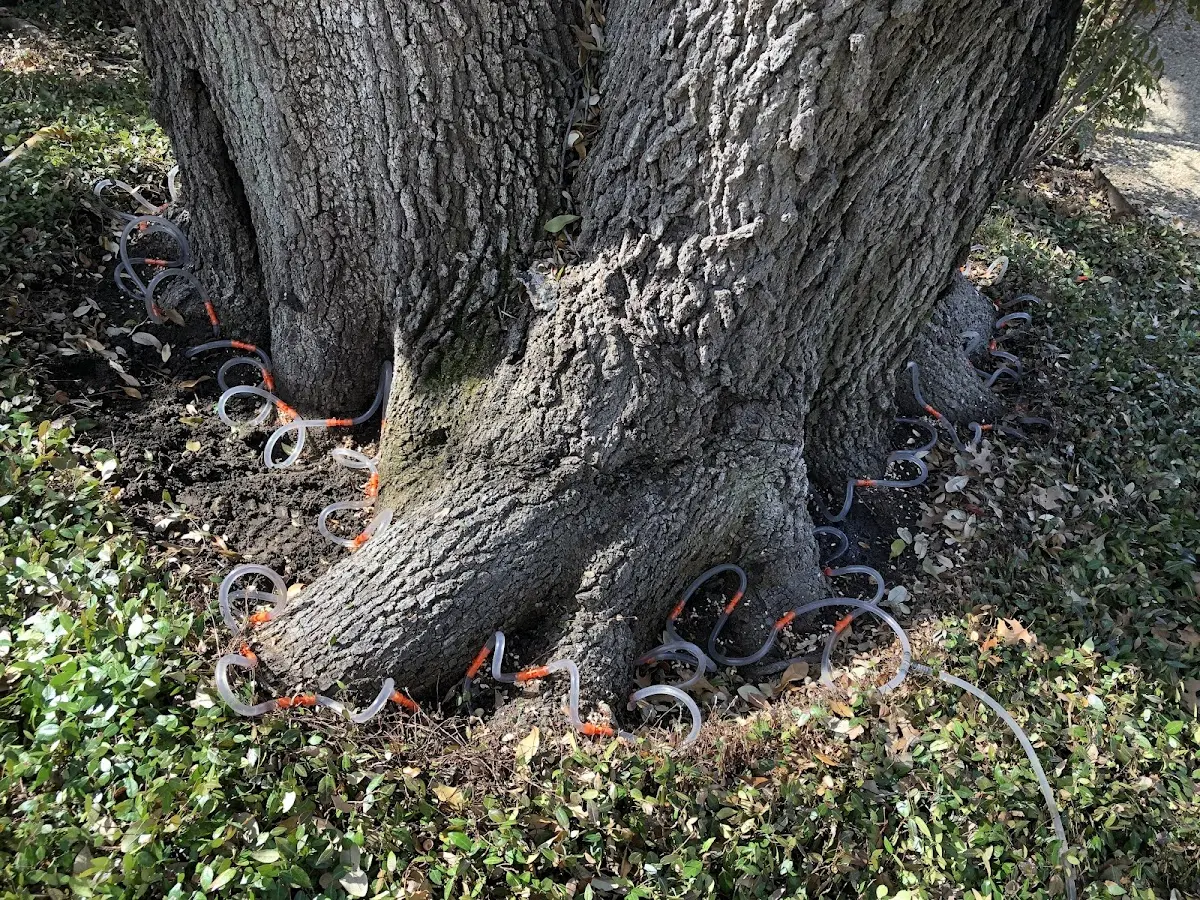 Detailed Tree Cabling and Bracing job site in Huntingburg