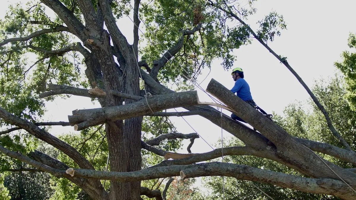 Professional Crown Thinning performed by certified arborists in Huntingburg
