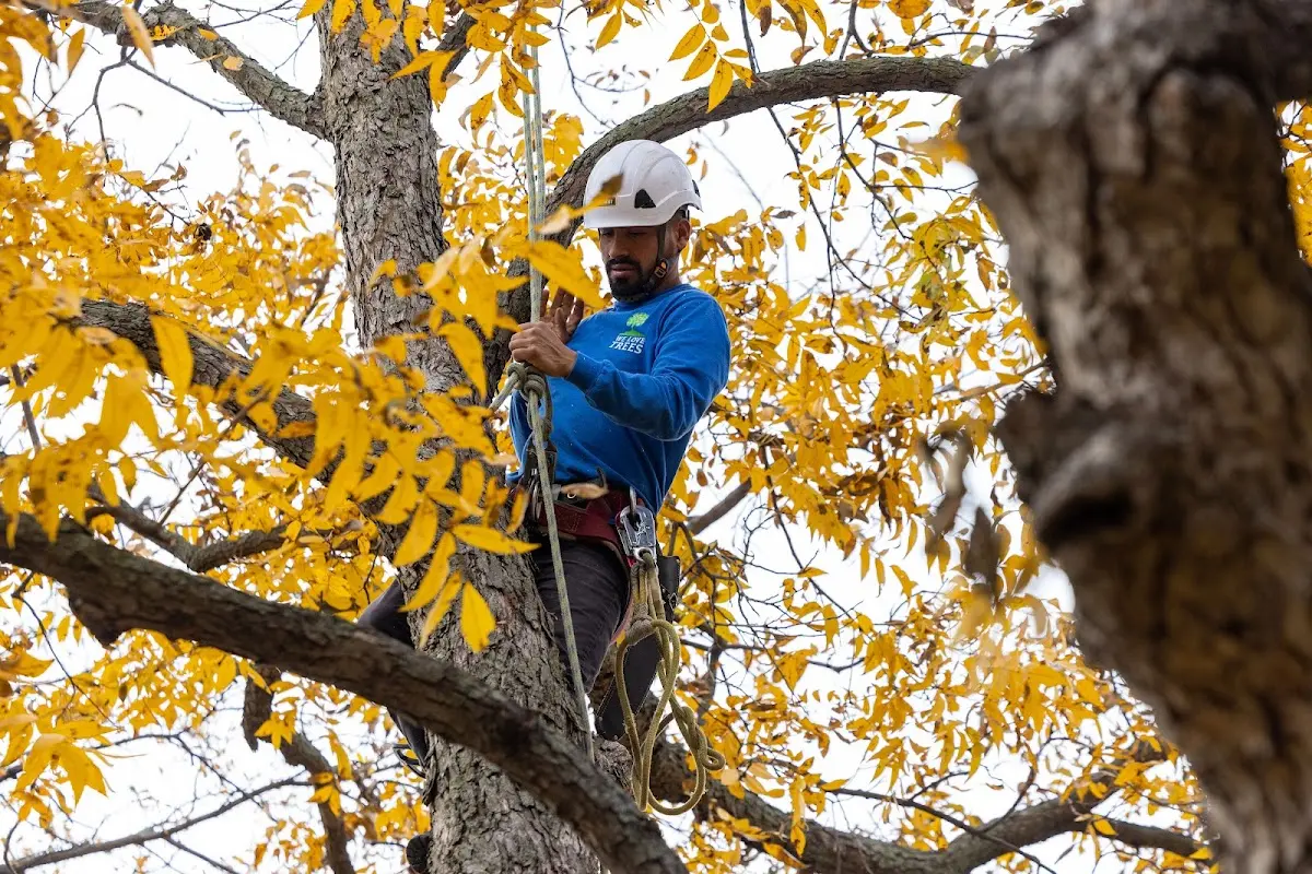 Skilled Tree Pruning crew working in Huntingburg