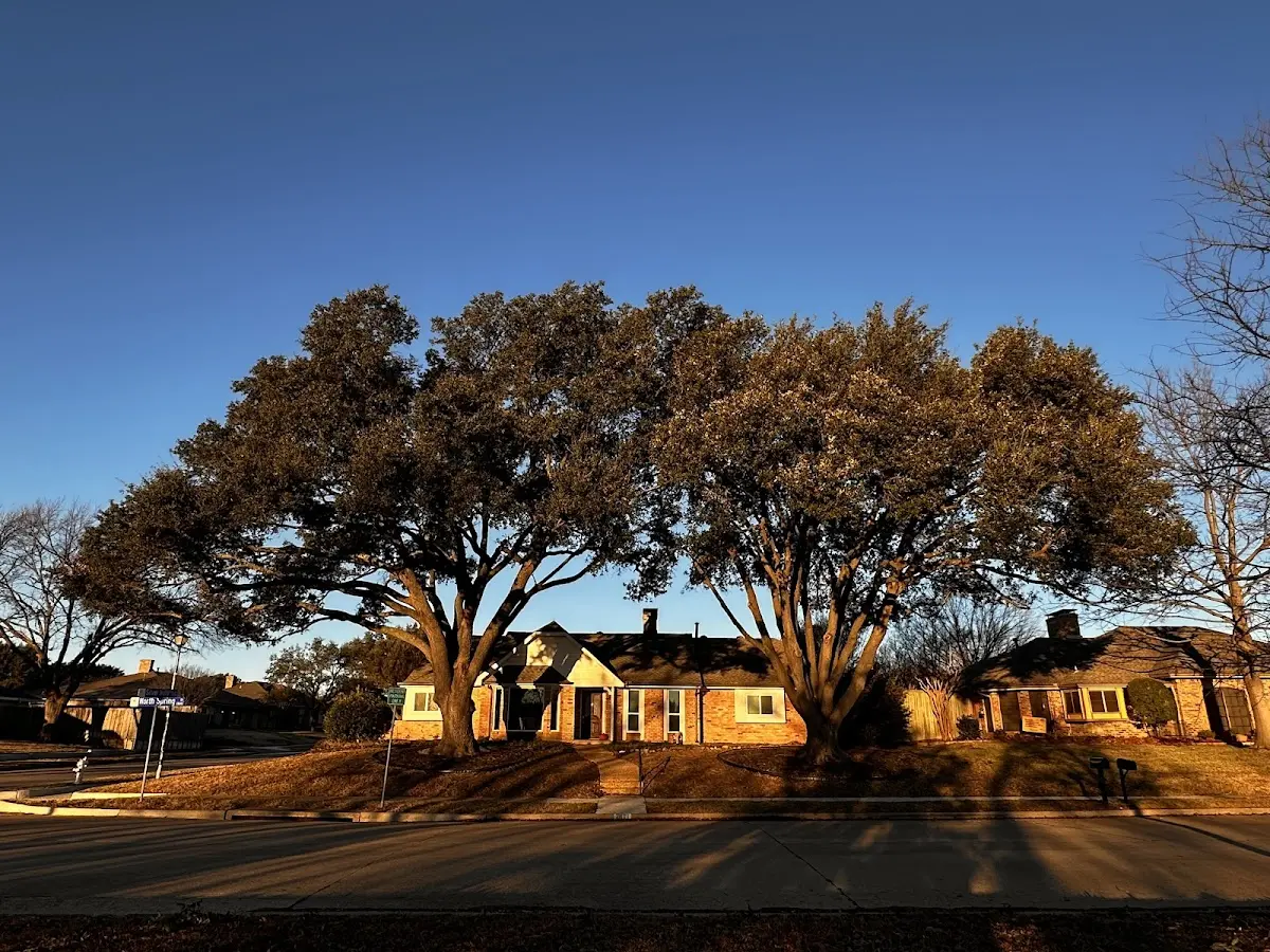 Established residential canopy tree shading a home in Huntingburg